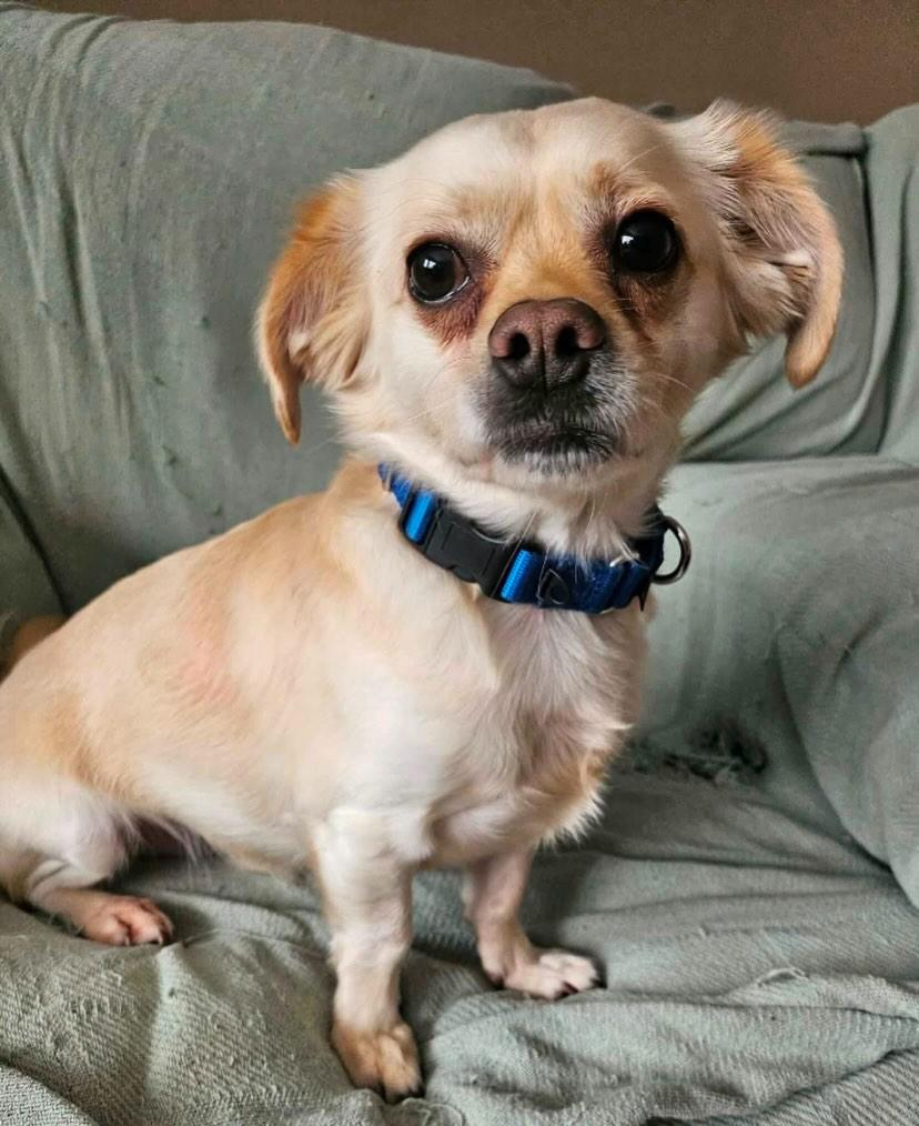 Enlarge Charlie, a ADOPTABLE mixed breed in Flossmoor, IL image 1/2