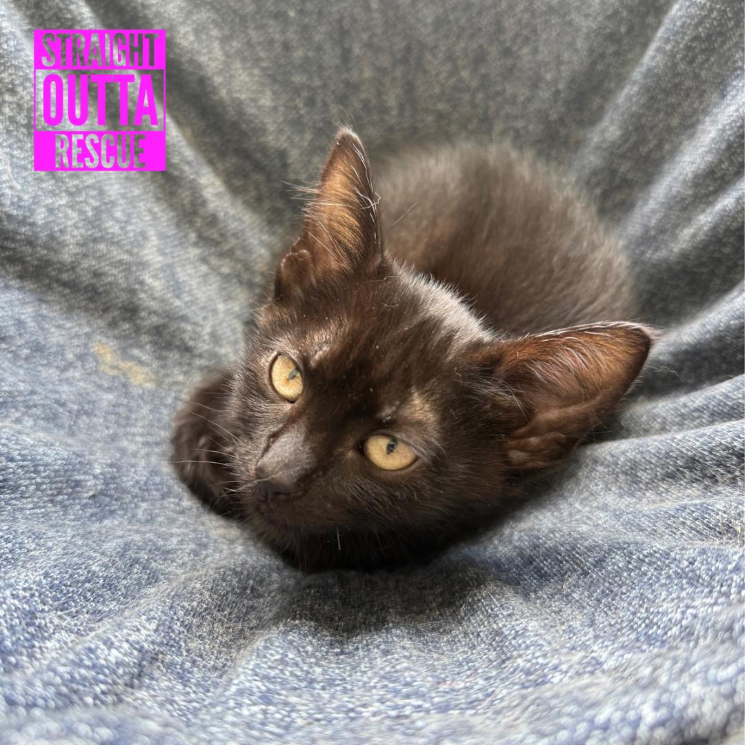 Spaghetti, an adopted Domestic Short Hair in Vancouver, BC image 2/3