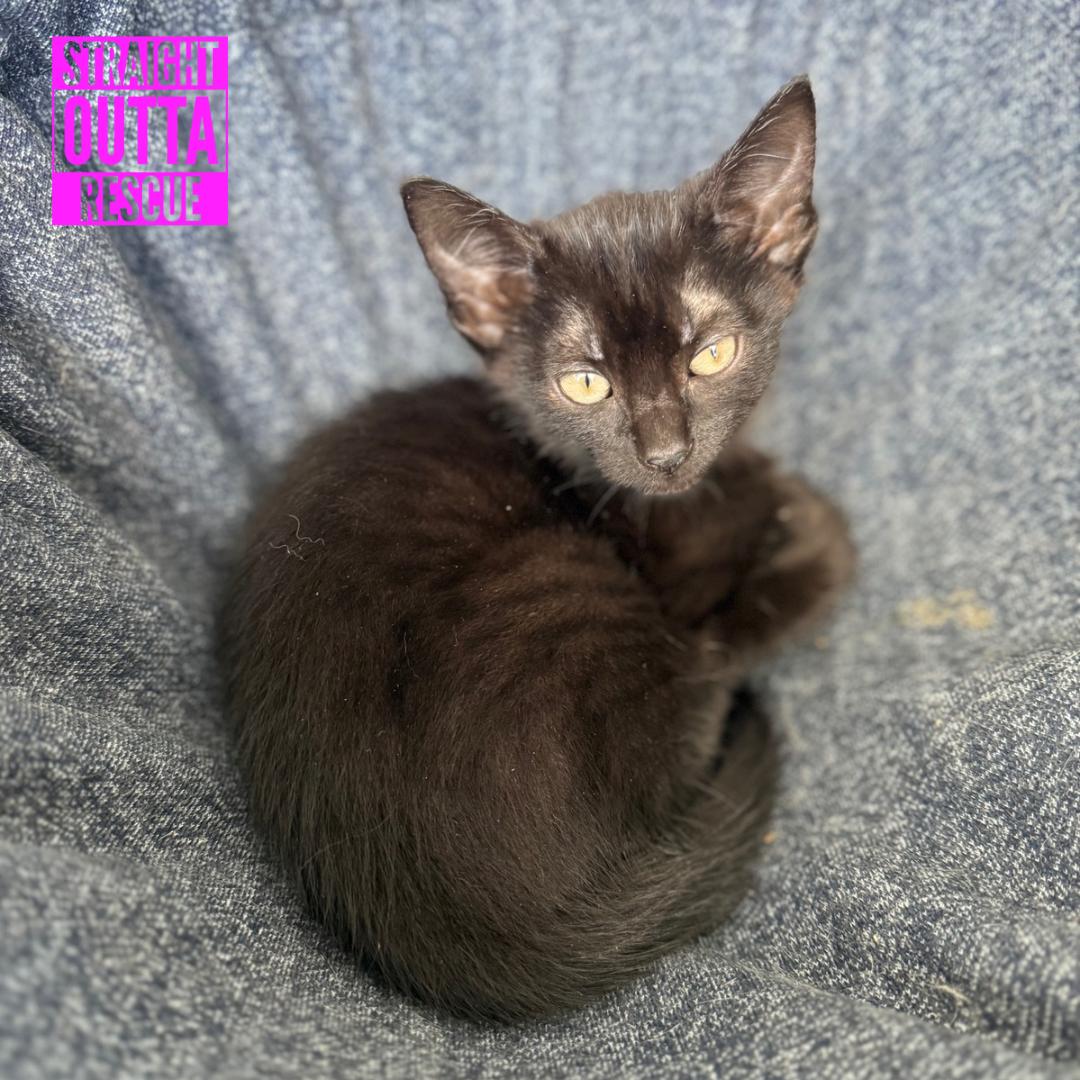 Spaghetti, adopted, Kitten Female Domestic Short Hair.
