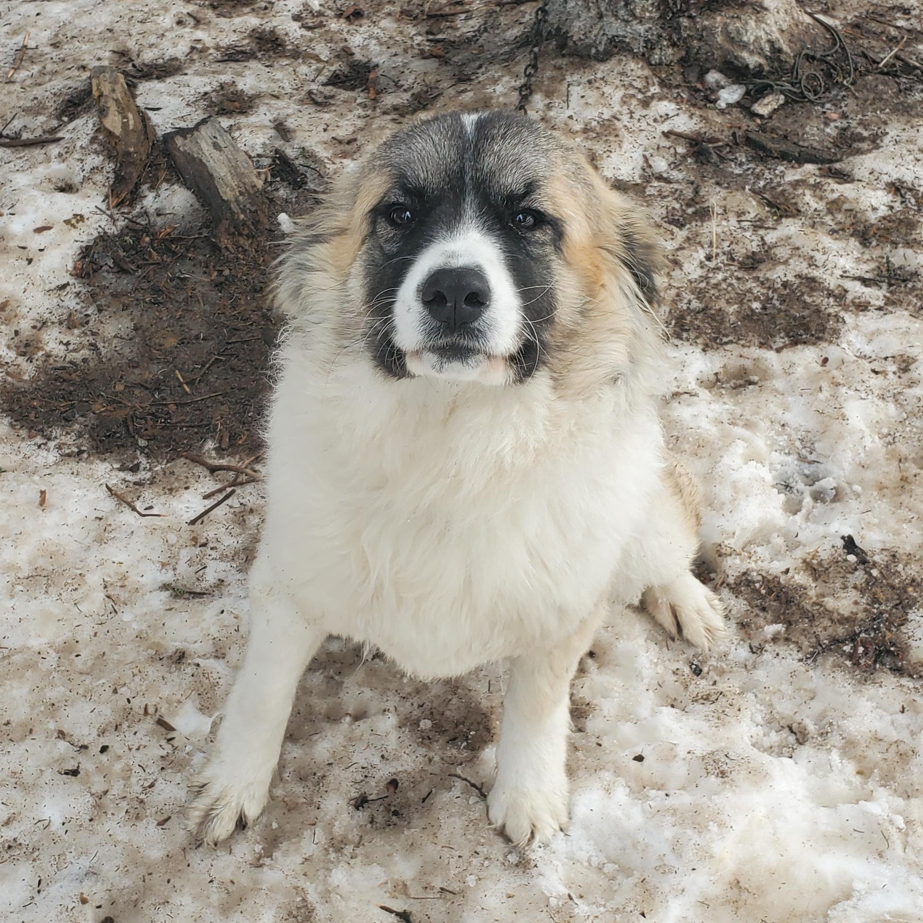 Nova, adopted, Young Female Great Pyrenees & Australian Shepherd.