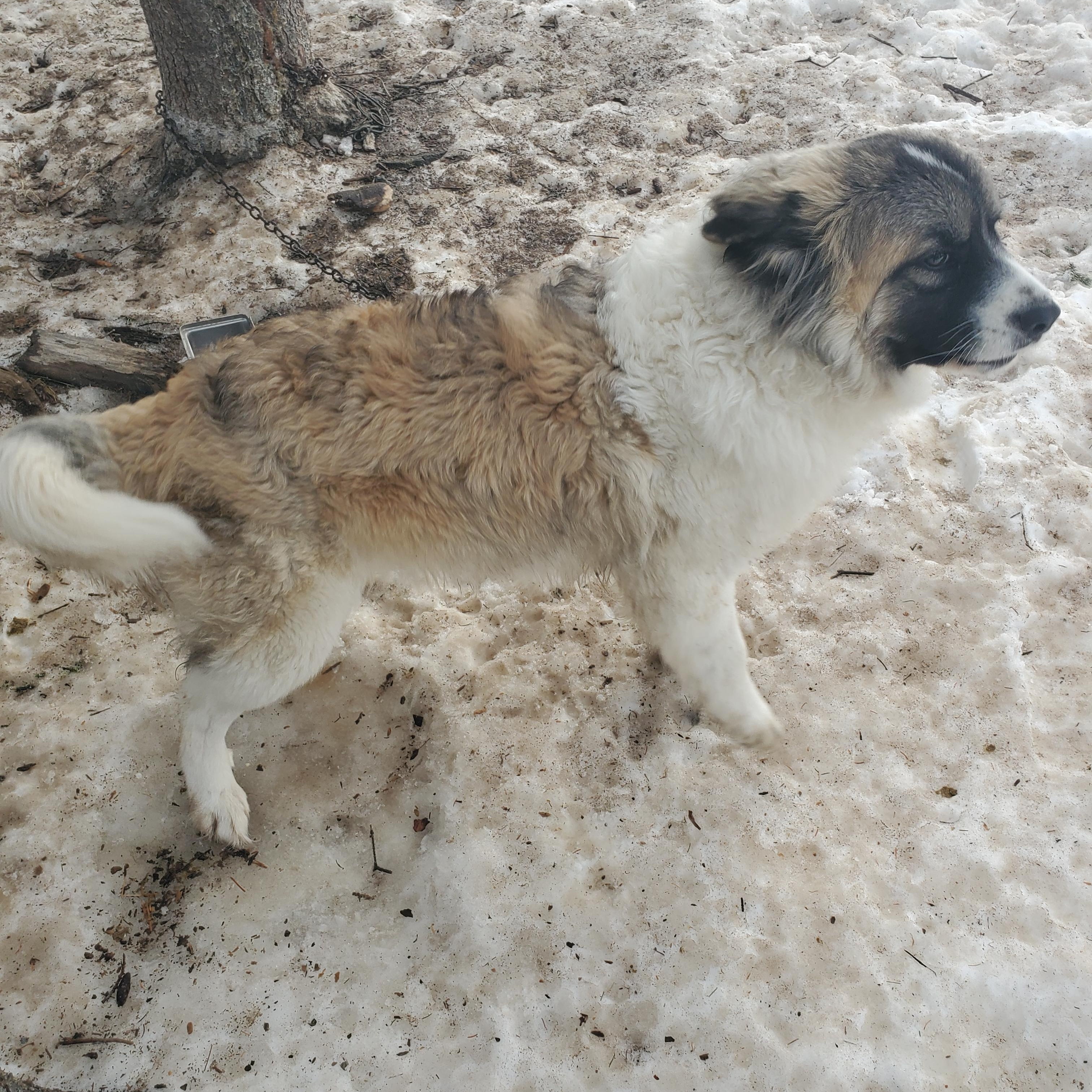 Enlarge Nova, an adopted mixed breed in Delta Junction, AK image 2/2