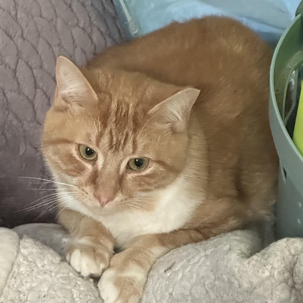 Bamm Bamm, Adoptable, Adult Male Domestic Short Hair.