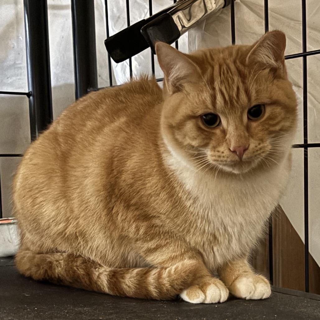 Bamm Bamm, a Adoptable Domestic Short Hair in Greenfield, IN image 2/4