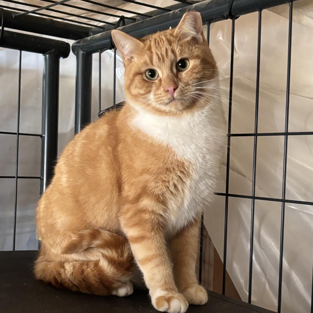 Bamm Bamm, a Adoptable Domestic Short Hair in Greenfield, IN image 3/4