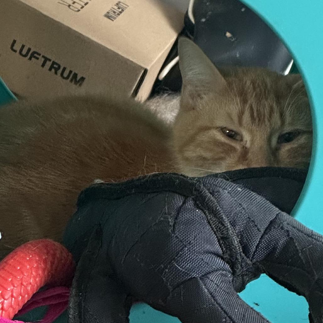 Bamm Bamm, a Adoptable Domestic Short Hair in Greenfield, IN image 4/4