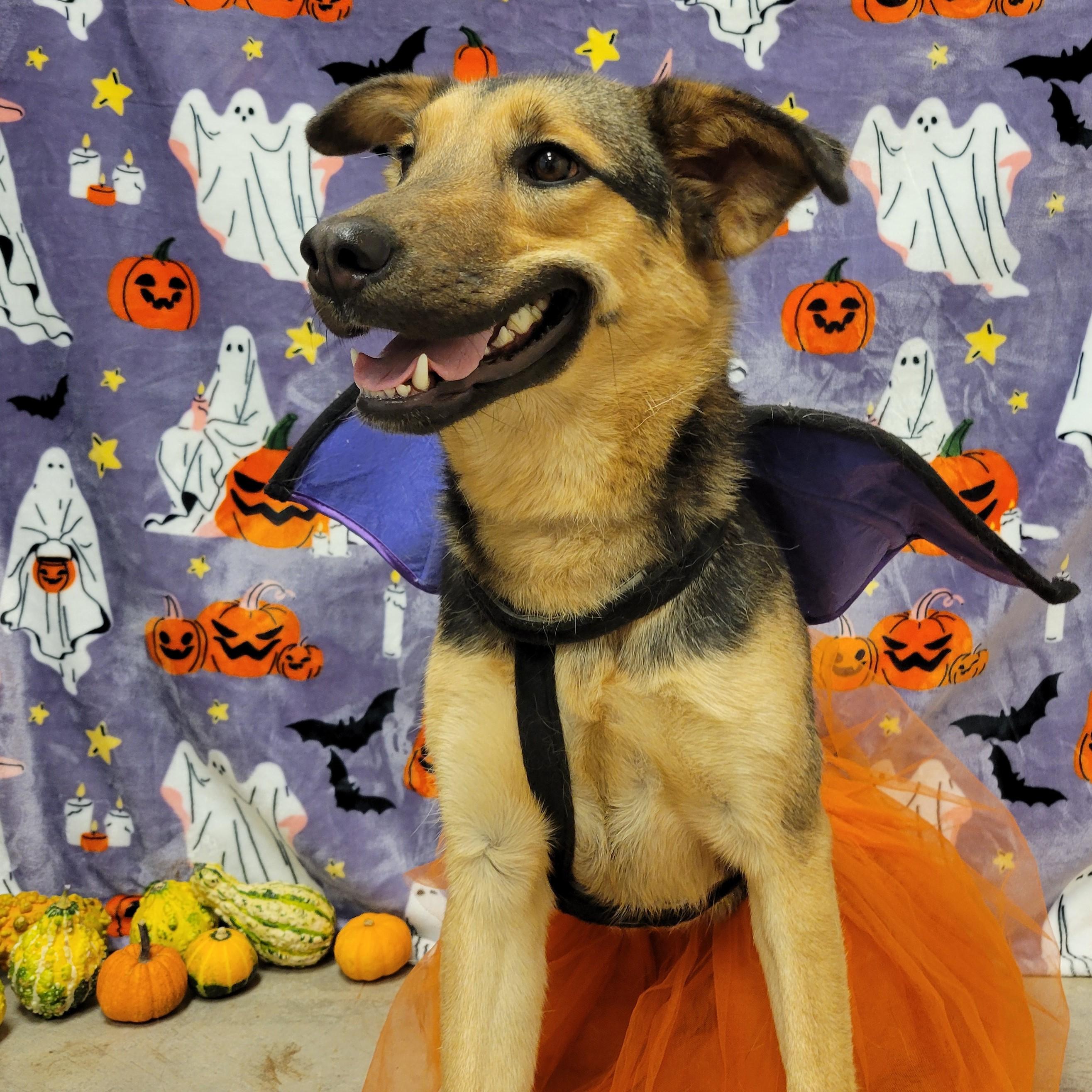 Enlarge Smiley, a Adoptable mixed breed in ALPINE, TX image 2/6