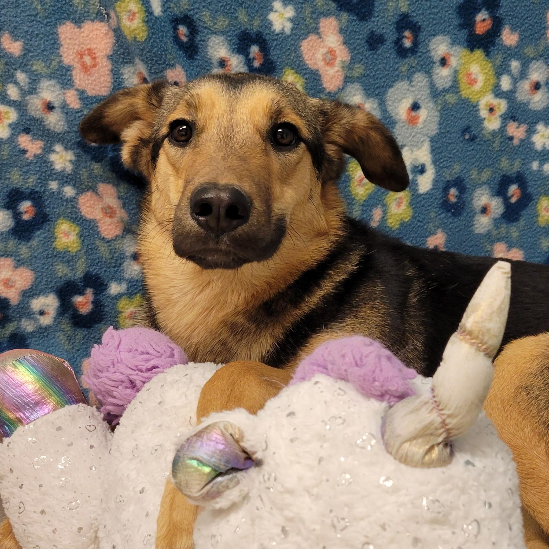 Enlarge Smiley, a ADOPTABLE mixed breed in ALPINE, TX image 4/6