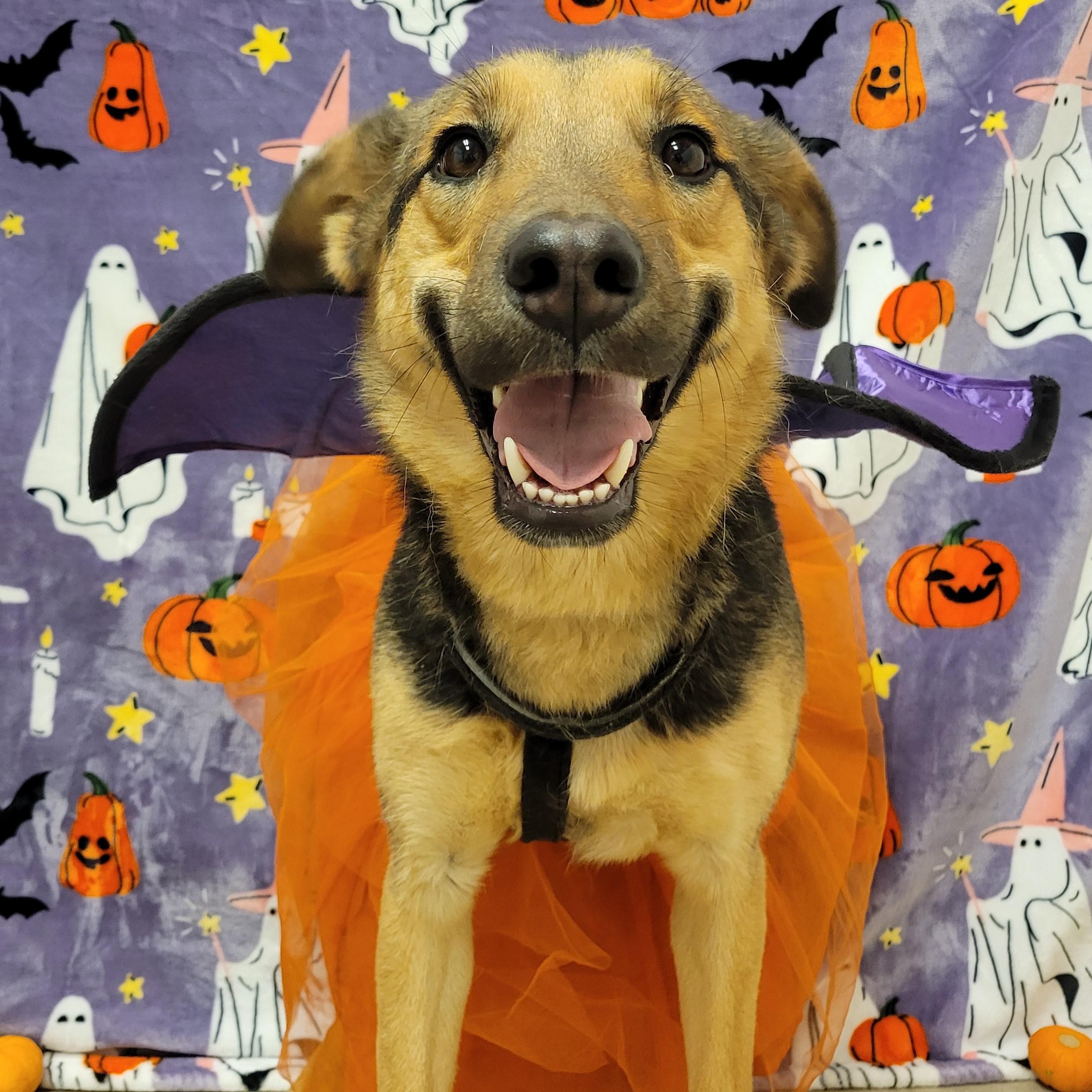 Enlarge Smiley, a Adoptable mixed breed in ALPINE, TX image 1/6