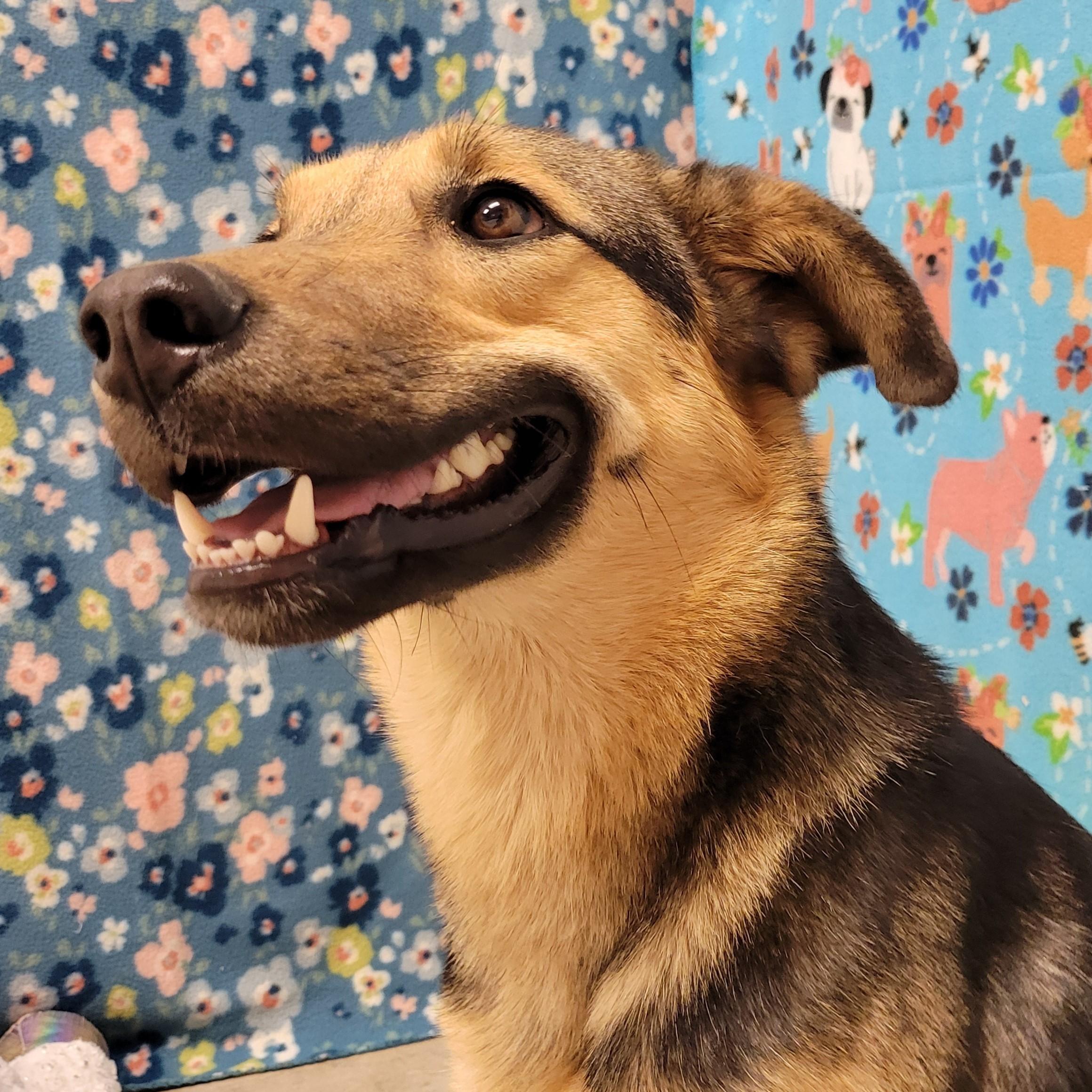 Enlarge Smiley, a ADOPTABLE mixed breed in ALPINE, TX image 2/6