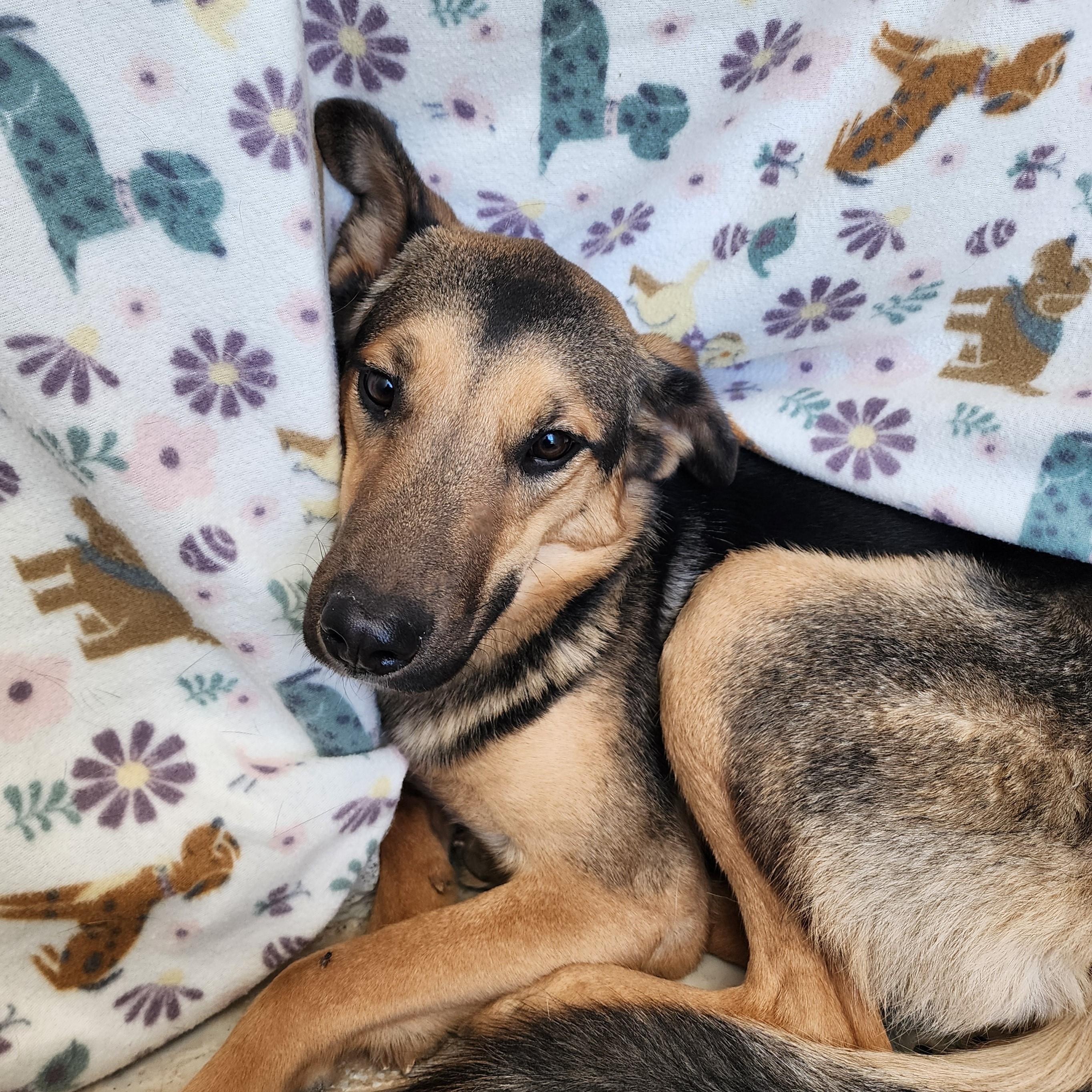 Smiley, ADOPTABLE, Adult Female Shepherd.