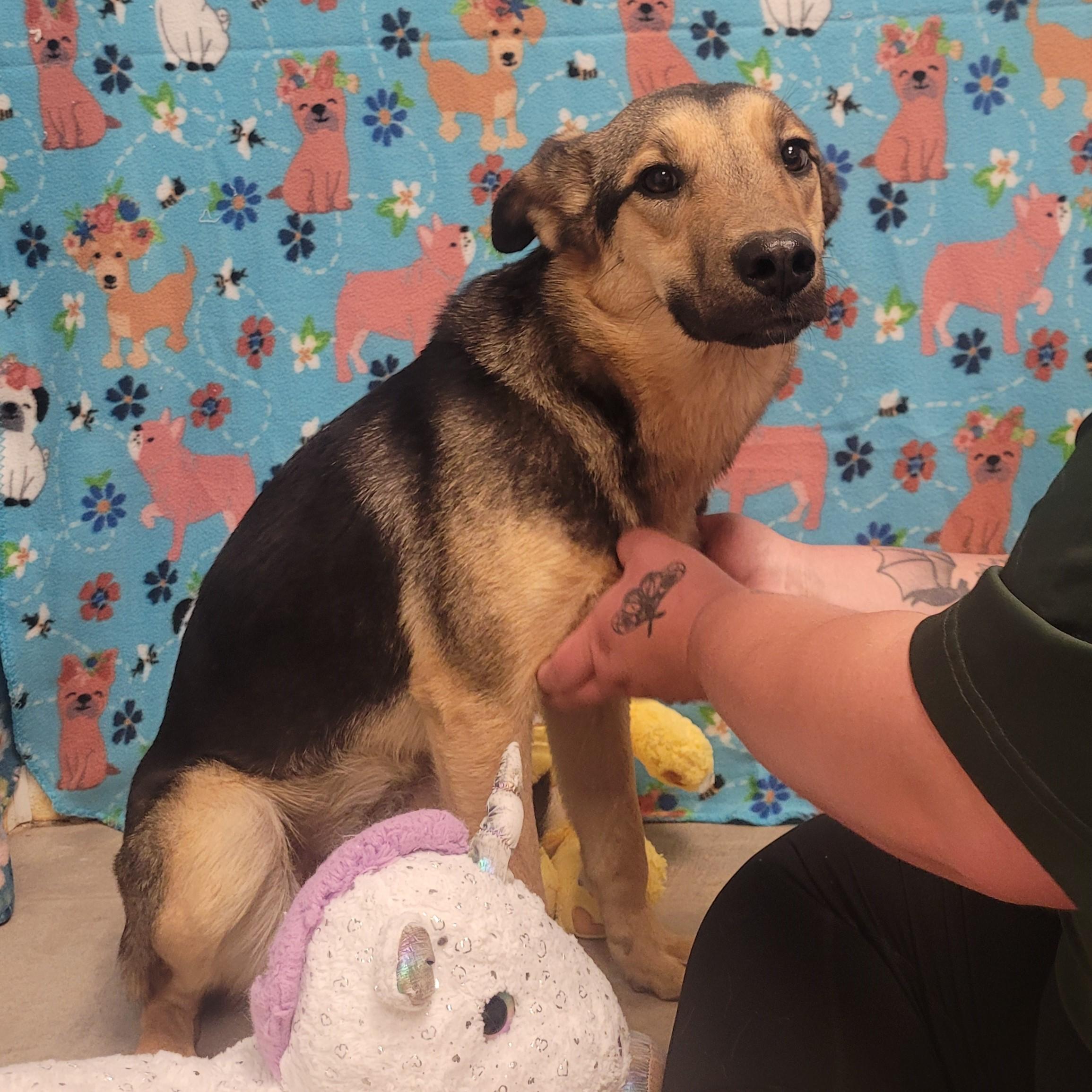 Enlarge Smiley, a ADOPTABLE mixed breed in ALPINE, TX image 5/6