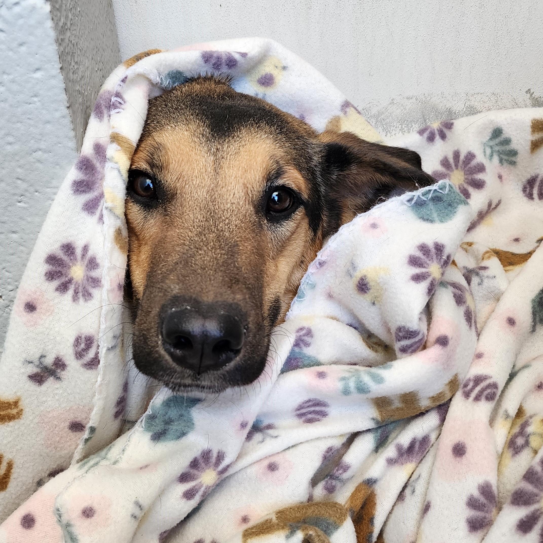 Enlarge Smiley, a ADOPTABLE mixed breed in ALPINE, TX image 2/3