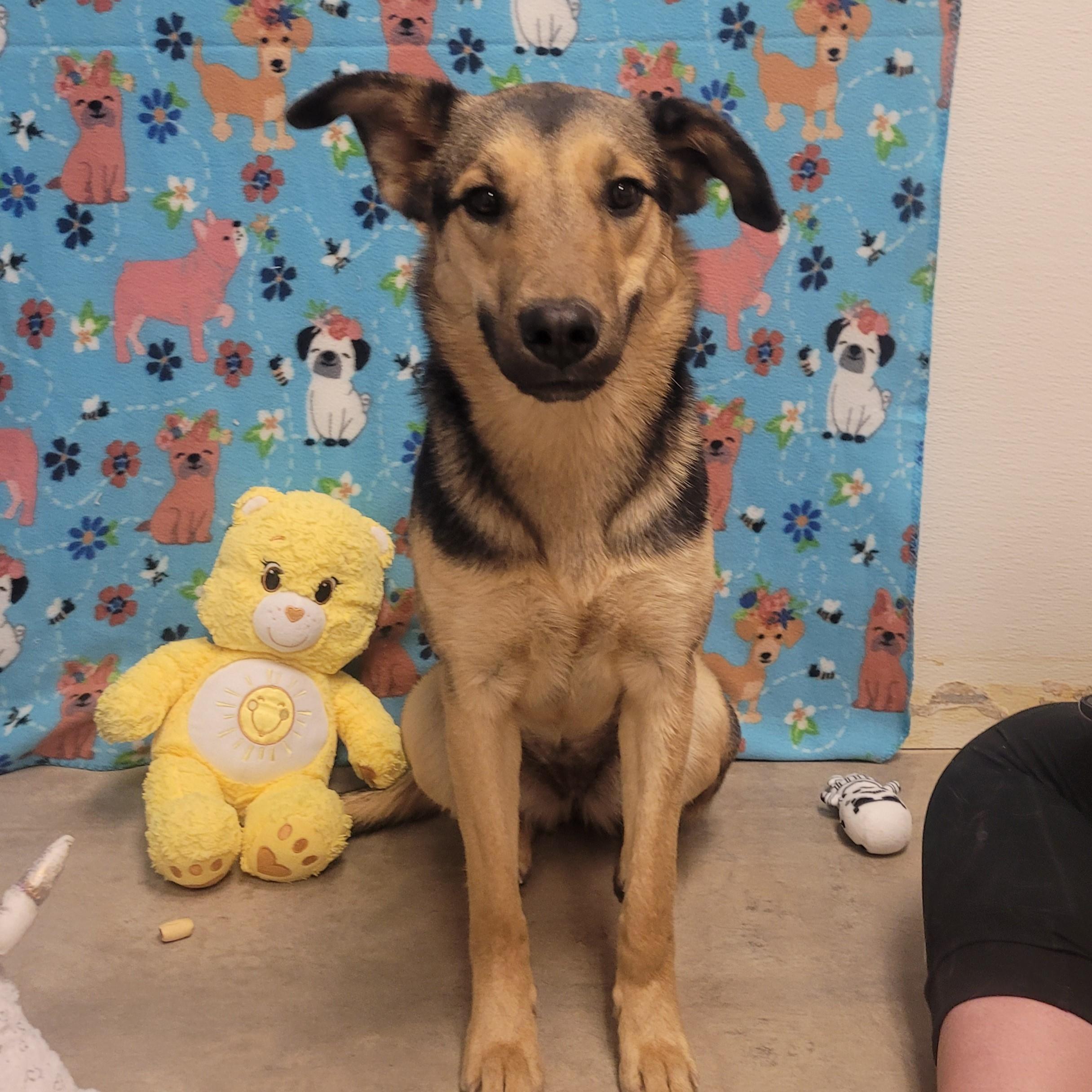 Enlarge Smiley, a ADOPTABLE mixed breed in ALPINE, TX image 6/6