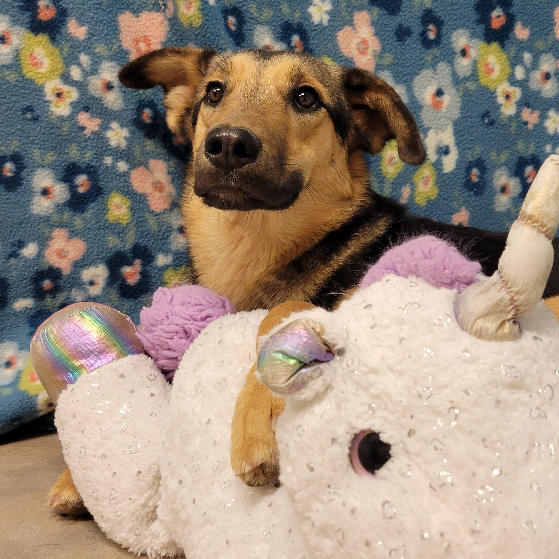 Enlarge Smiley, a ADOPTABLE mixed breed in ALPINE, TX image 3/6