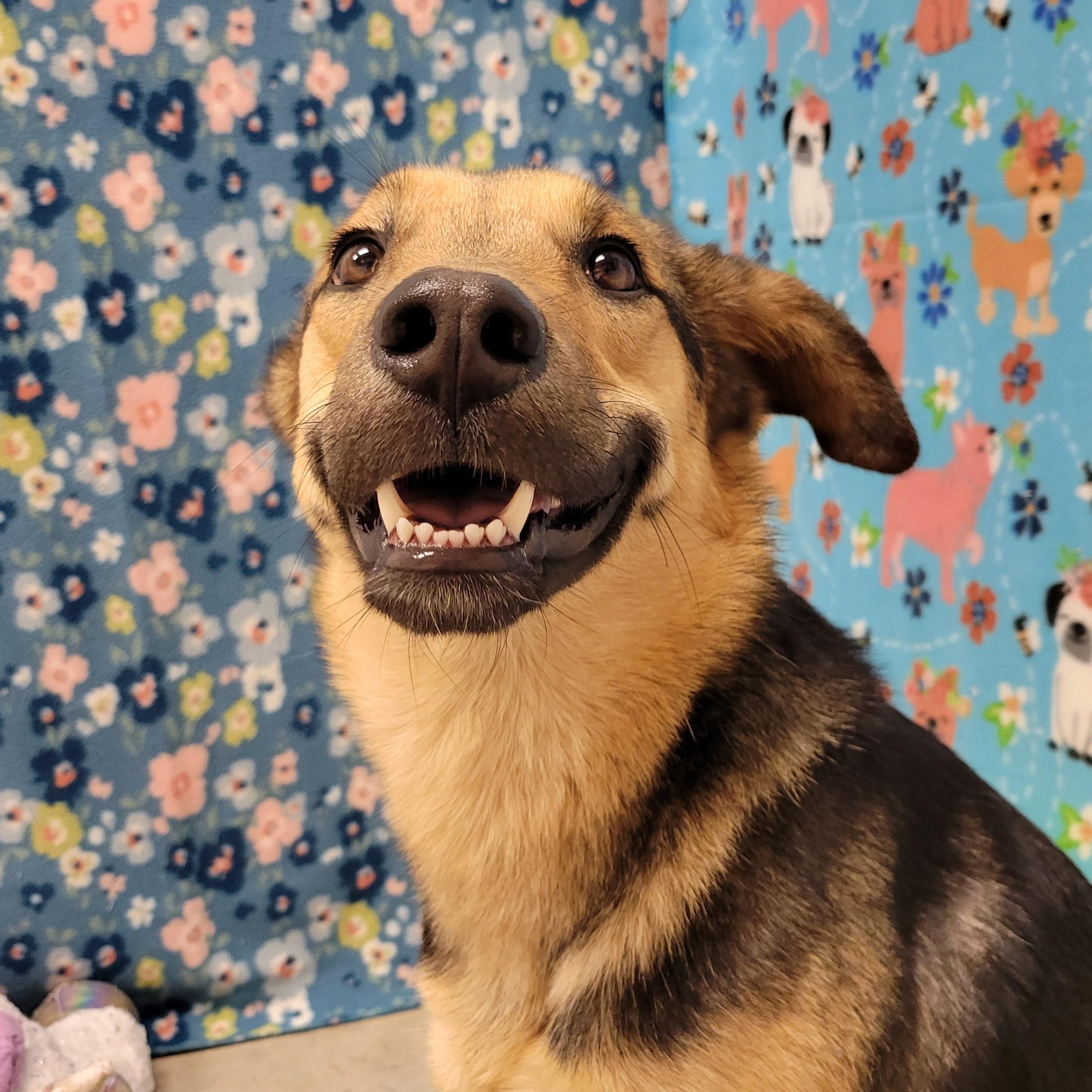 Smiley, ADOPTABLE, Adult Female Shepherd.