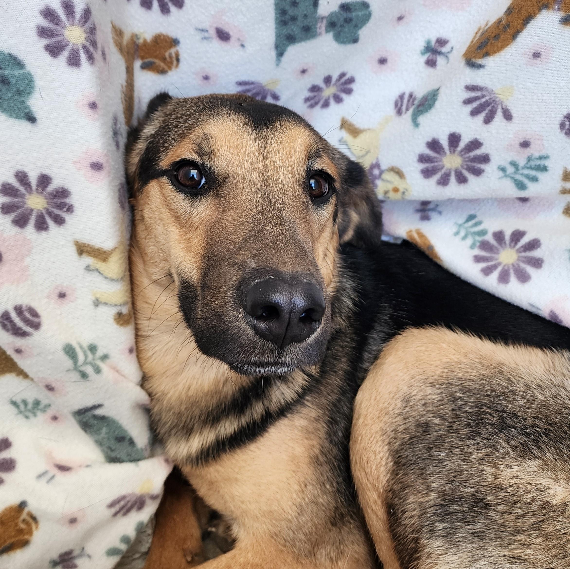 Enlarge Smiley, a ADOPTABLE mixed breed in ALPINE, TX image 3/3