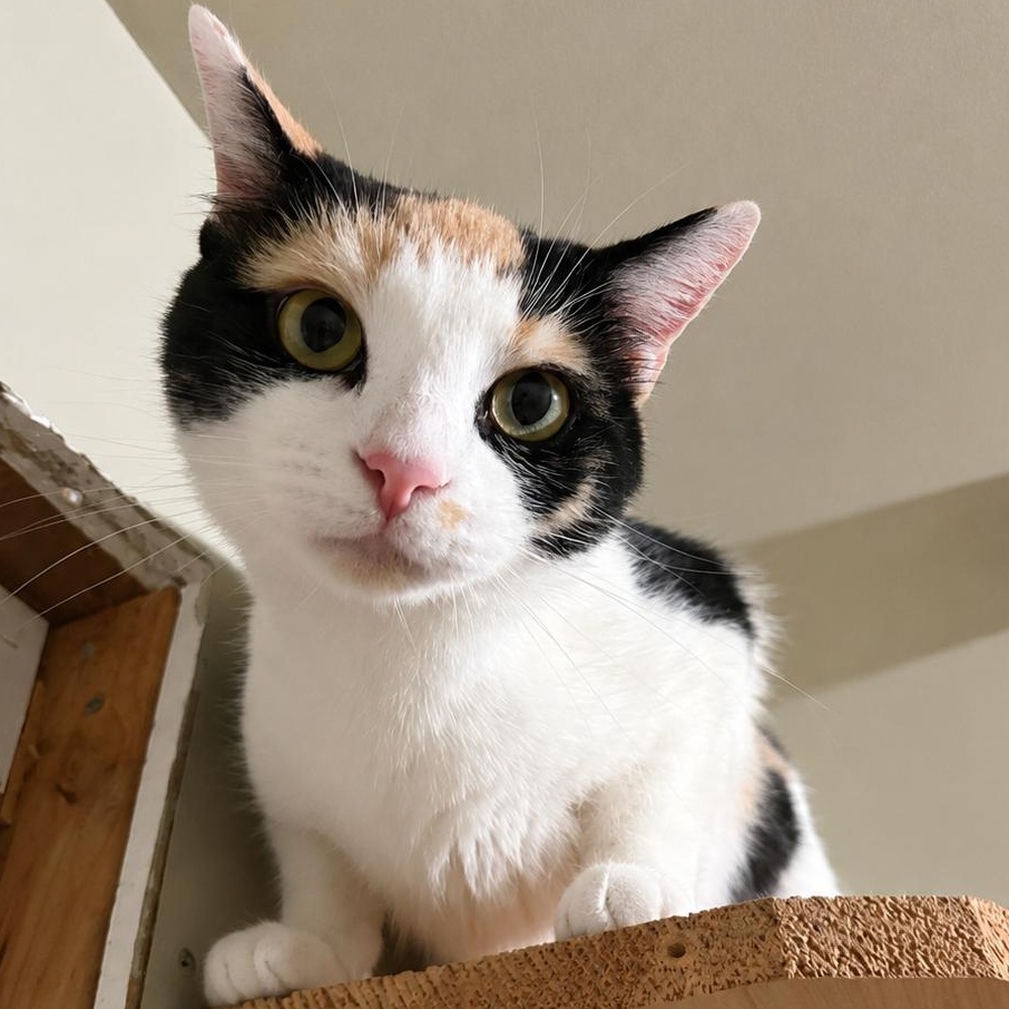 Nadia — Petite, Chatty Calico photo