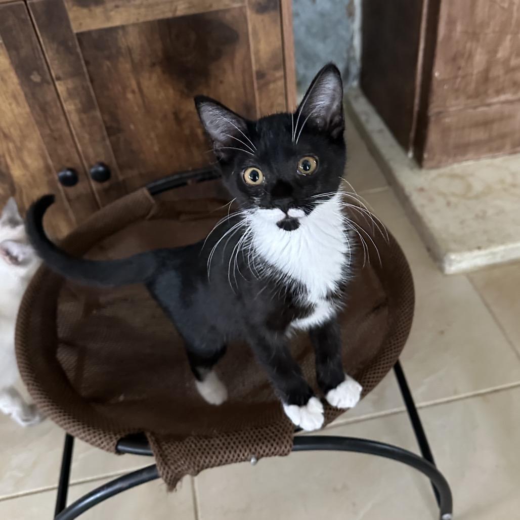 Enlarge Puffin, a Adoptable Domestic Short Hair in Hollywood, FL image 2/5