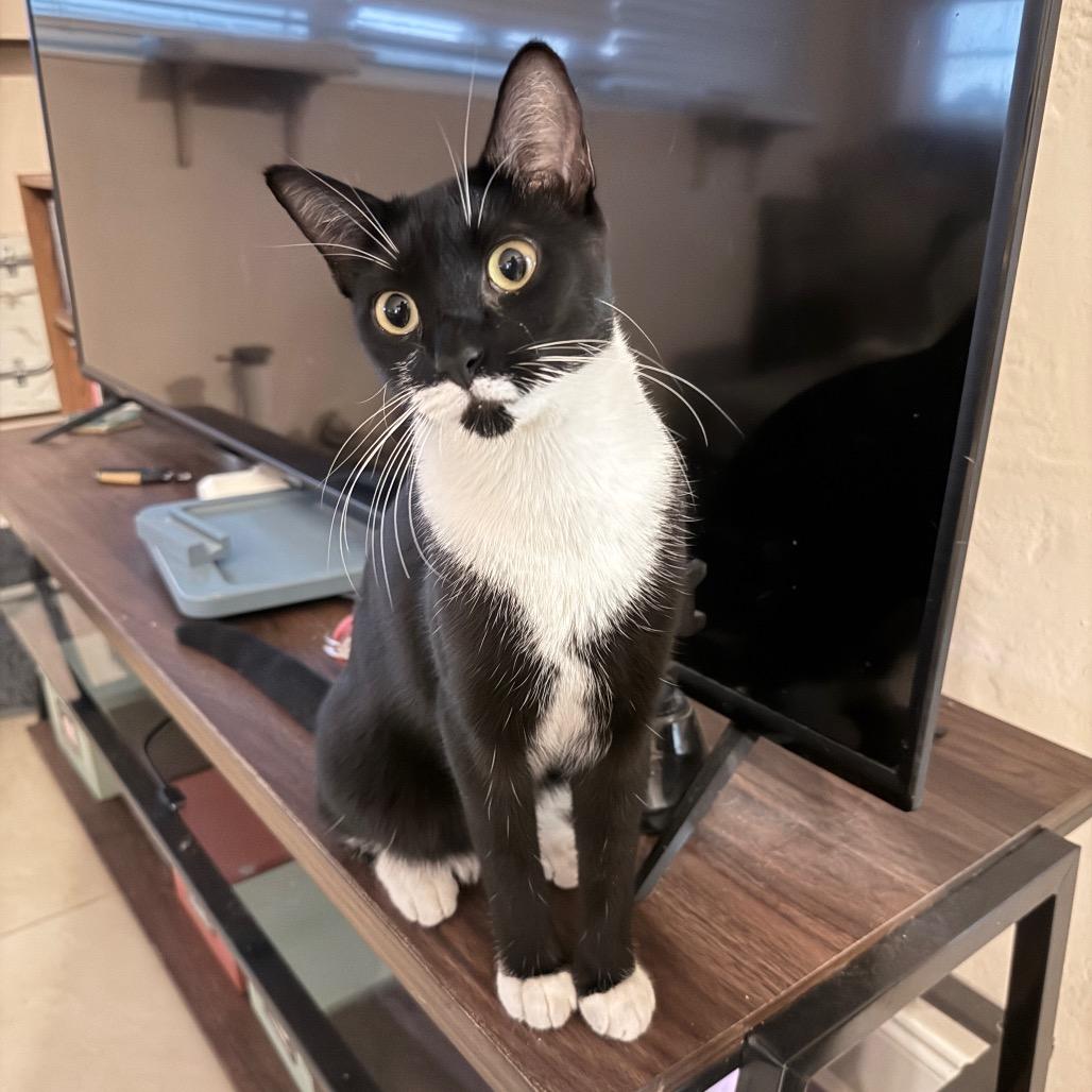 Enlarge Puffin, a Adoptable Domestic Short Hair in Hollywood, FL image 5/5