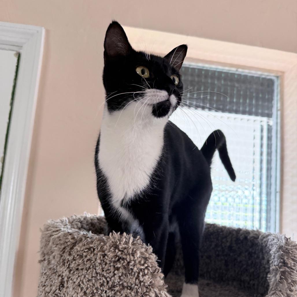 Enlarge Puffin, a Adoptable Domestic Short Hair in Hollywood, FL image 3/5