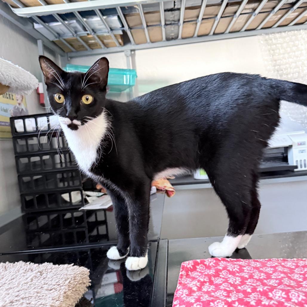 Puffin, Adoptable, Young Female Domestic Short Hair.
