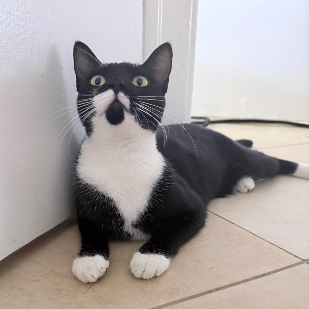 Enlarge Puffin, a Adoptable Domestic Short Hair in Hollywood, FL image 4/5