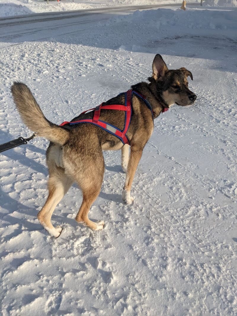 Ozzy, a Adoptable mixed breed in Pointe-Fortune, QC image 1/12