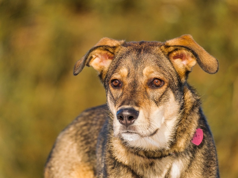 Ozzy, a Adoptable mixed breed in Pointe-Fortune, QC image 3/12