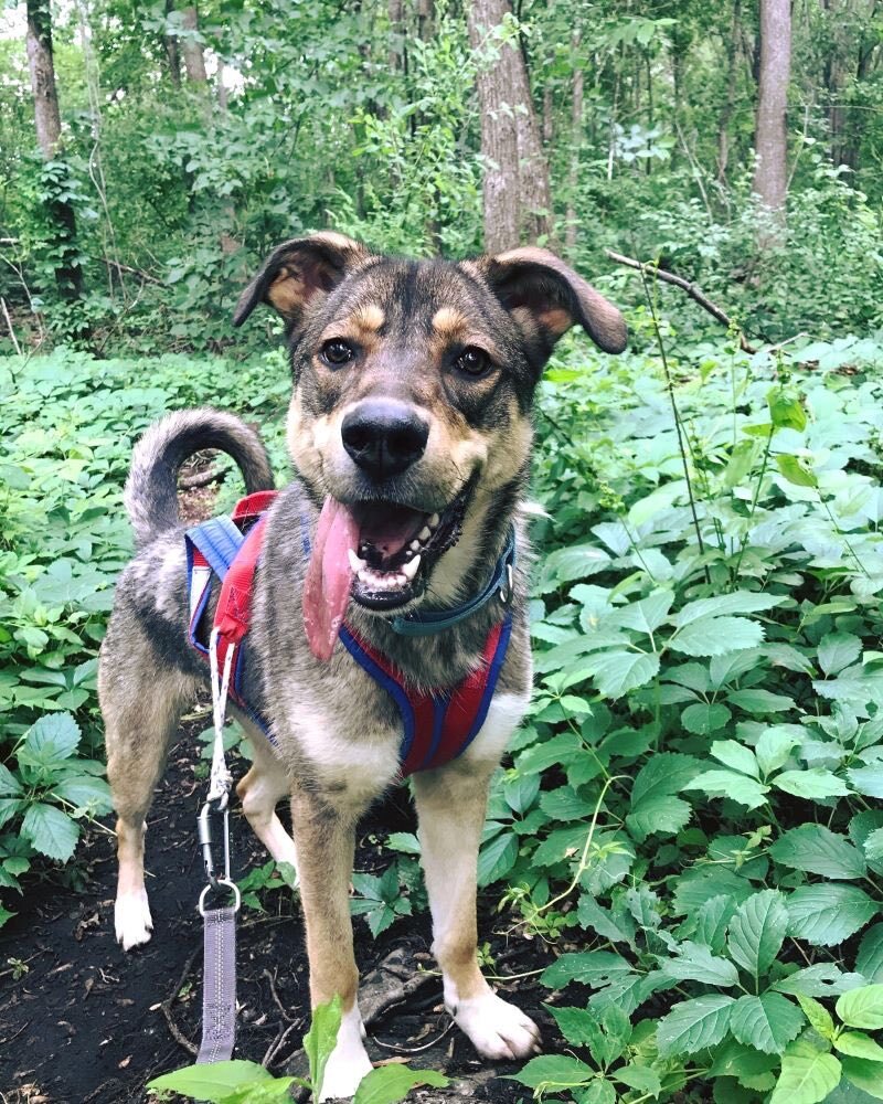 Ozzy, a Adoptable mixed breed in Pointe-Fortune, QC image 4/12