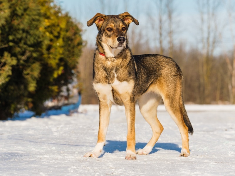 Ozzy, a Adoptable mixed breed in Pointe-Fortune, QC image 5/12