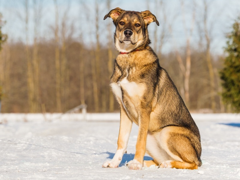 Ozzy, a Adoptable mixed breed in Pointe-Fortune, QC image 6/12