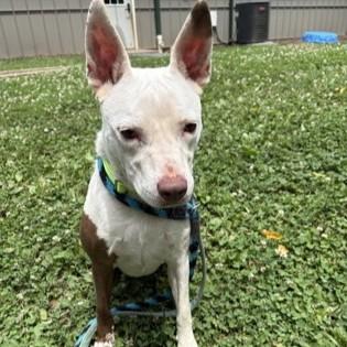 Mina, adopted, Young Female Pit Bull Terrier.