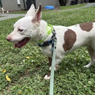 Mina, an adopted mixed breed in Phoenixville, PA image 2/3