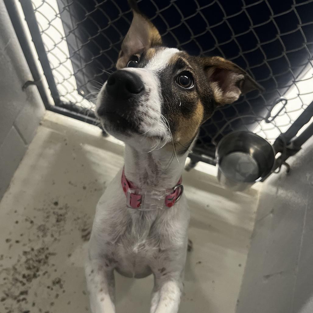 Enlarge Moonpie, a Adoptable Terrier in Delaware, OH image 1/5