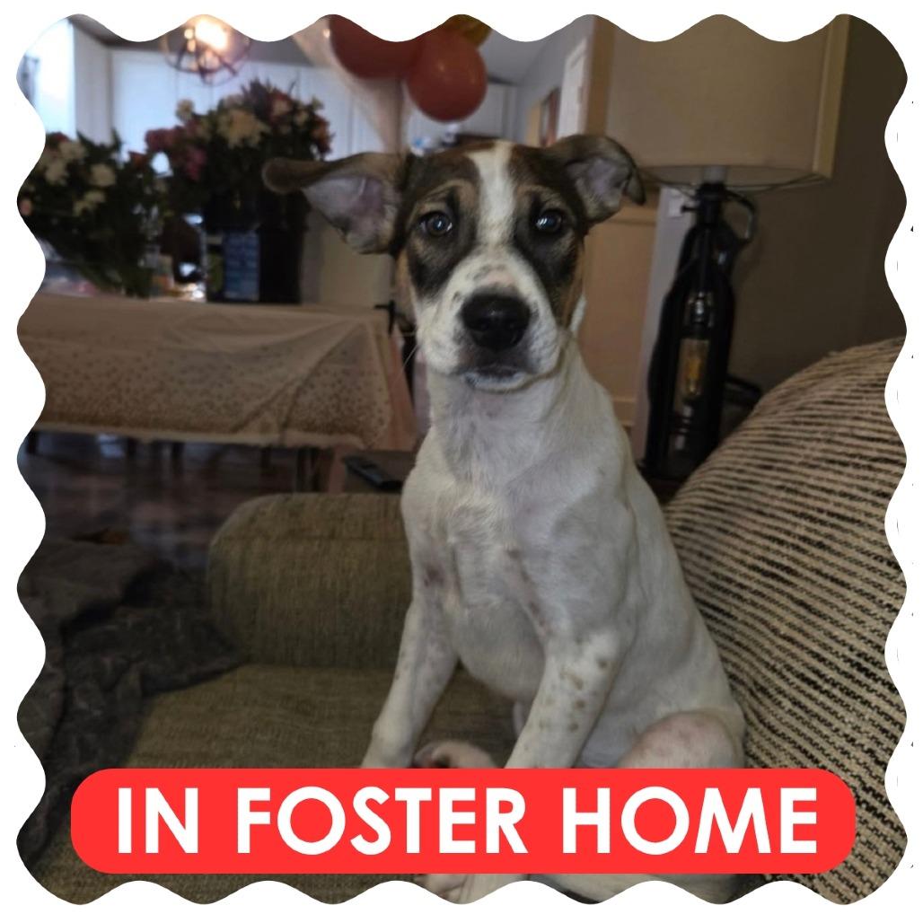 Enlarge Moonpie, a Adoptable Terrier in Delaware, OH image 2/5