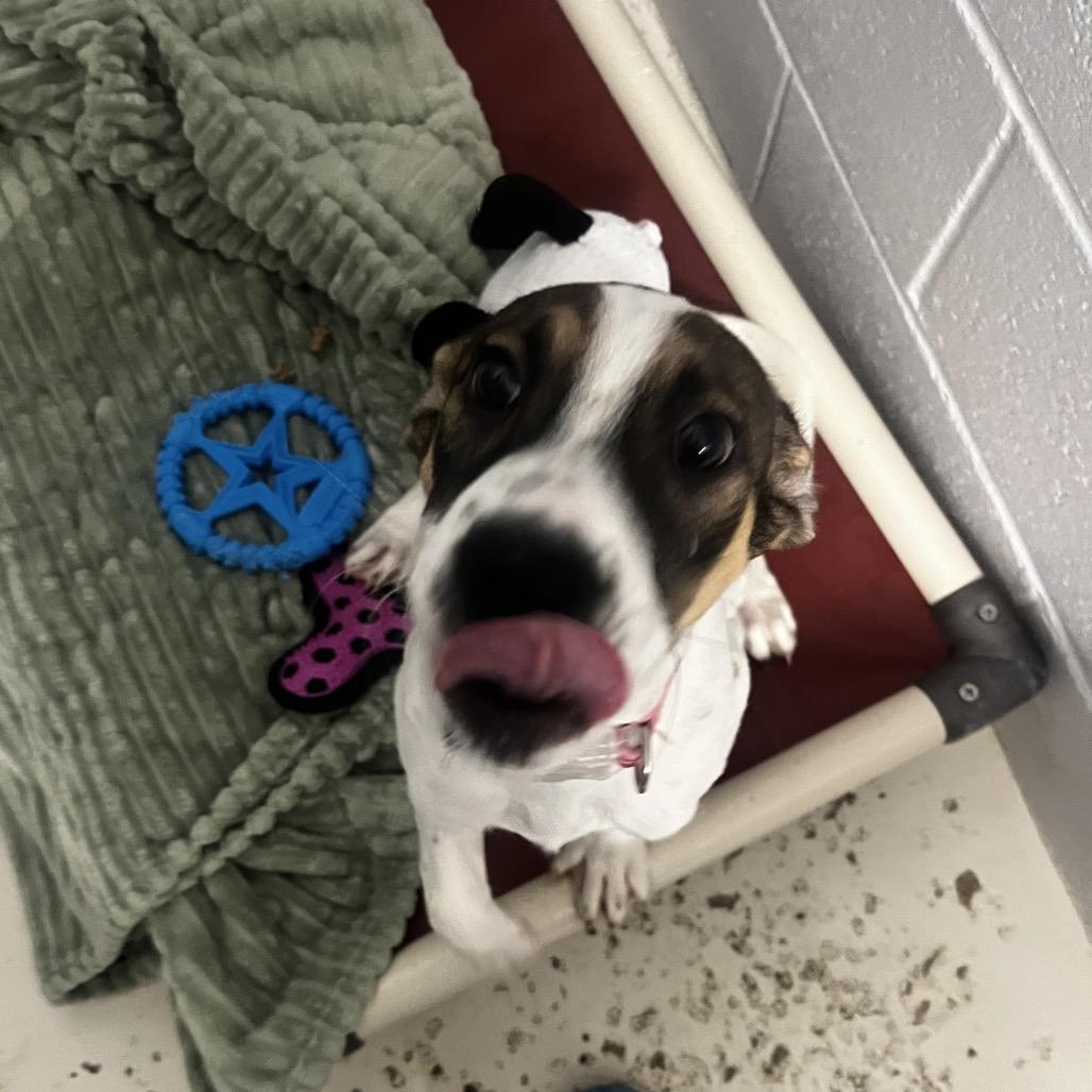Enlarge Moonpie, a Adoptable Terrier in Delaware, OH image 3/5