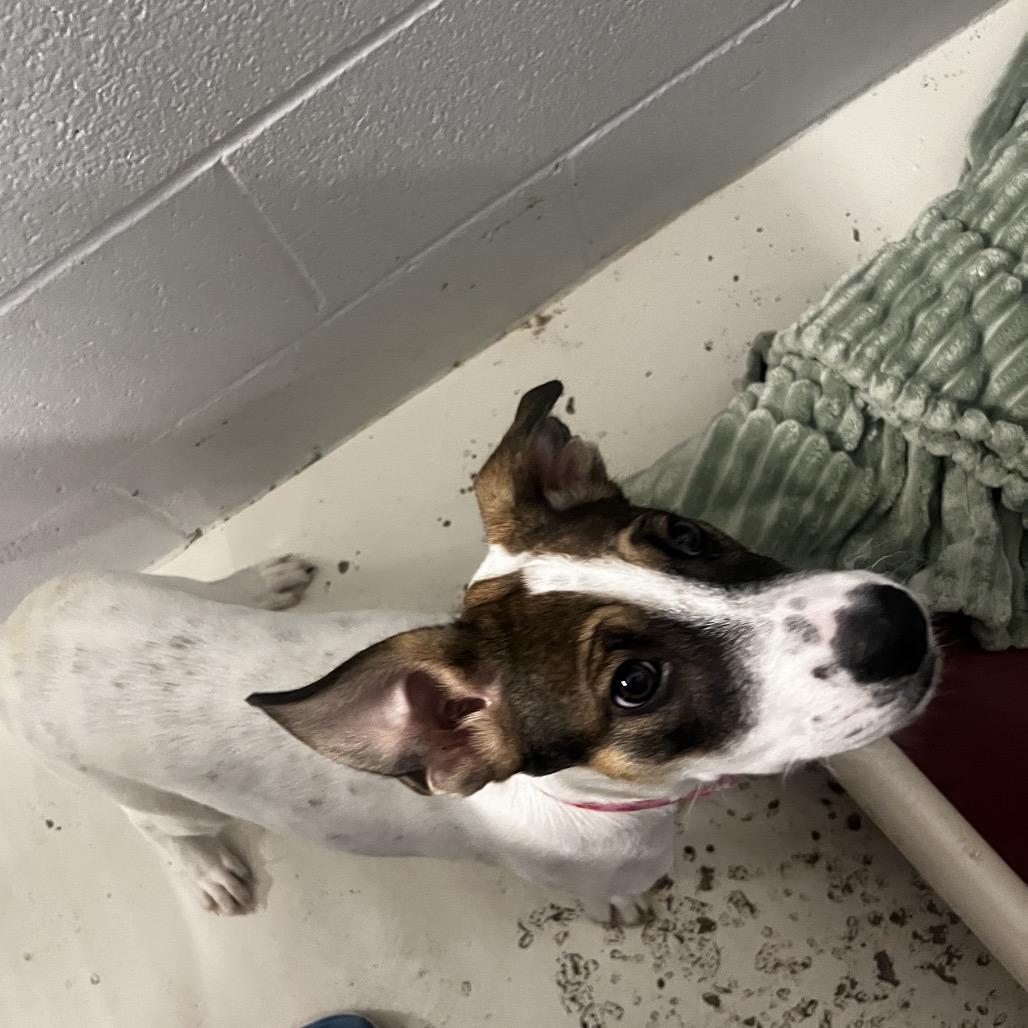 Enlarge Moonpie, a Adoptable Terrier in Delaware, OH image 4/5