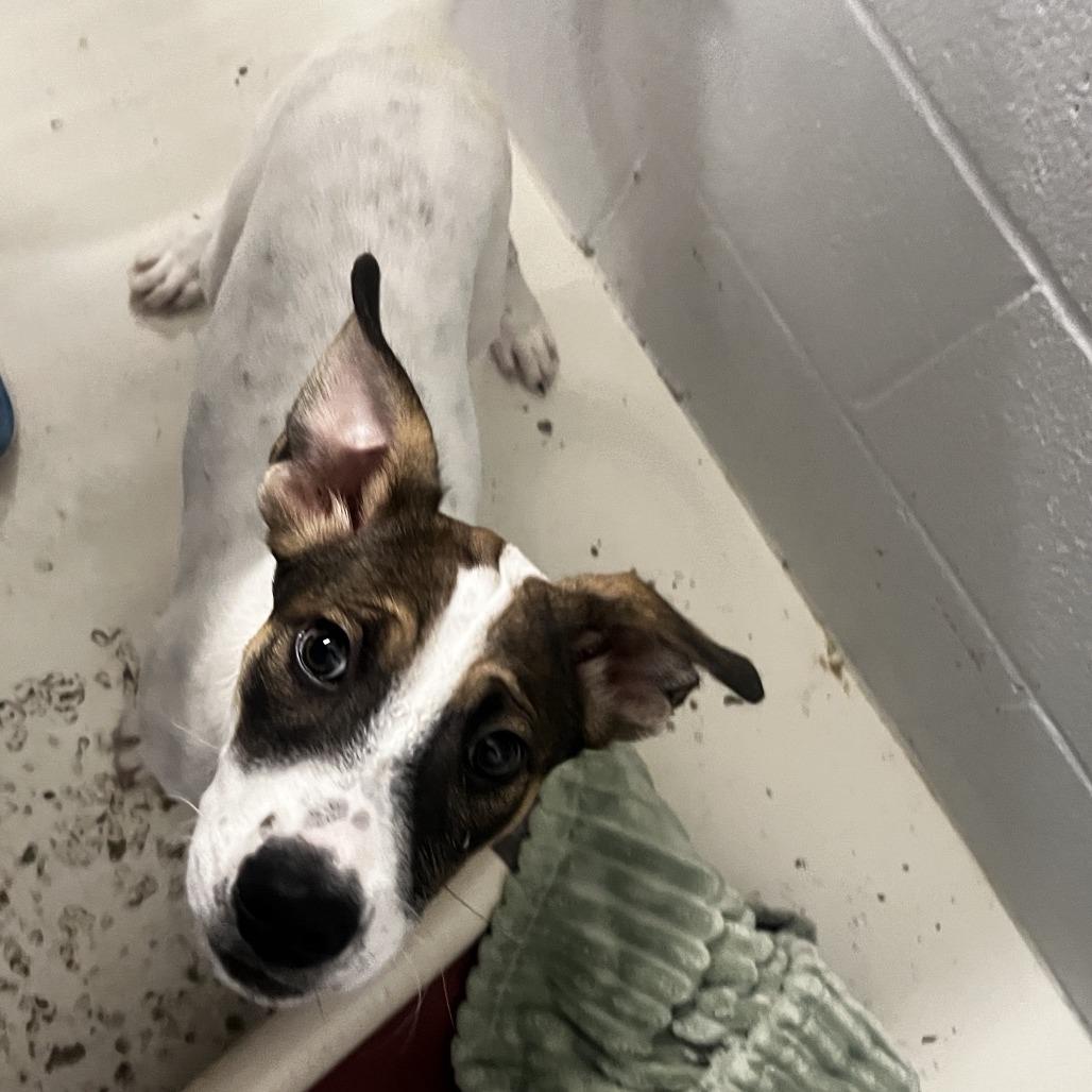 Enlarge Moonpie, a Adoptable Terrier in Delaware, OH image 5/5