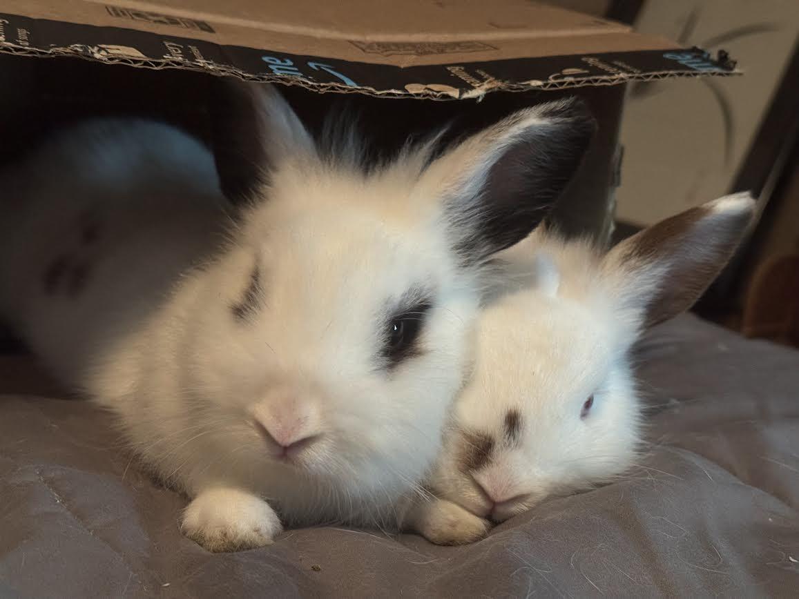 Enlarge Apollo and Hermes, a ADOPTABLE mixed breed in Jefferson, LA image 4/5