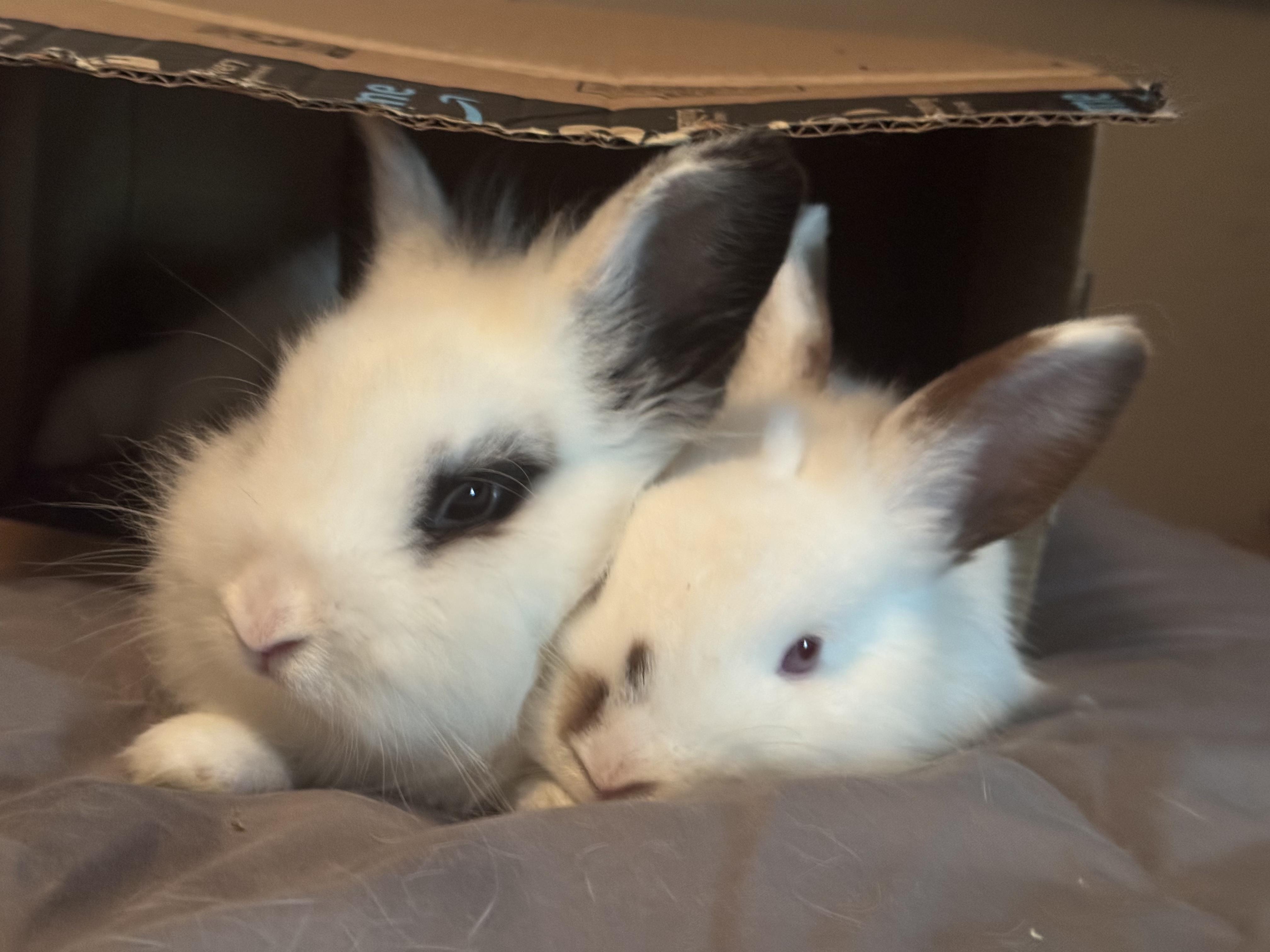 Apollo and Hermes, ADOPTABLE, Young Male Lionhead & Hotot.