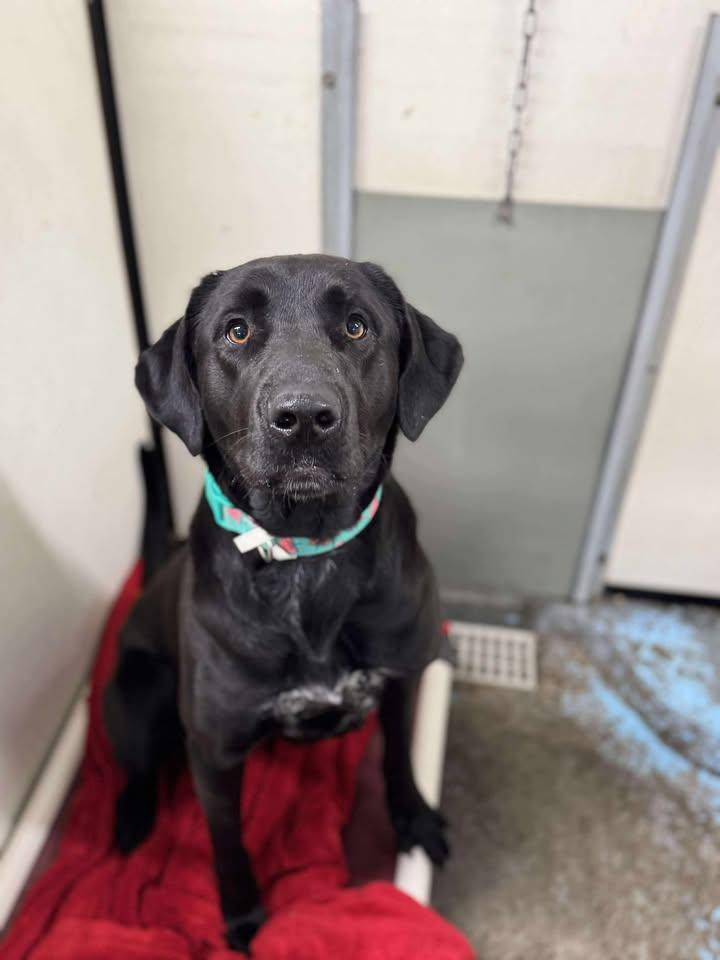 Brie, an adoptable Akbash Mix in Prineville, OR_image-1