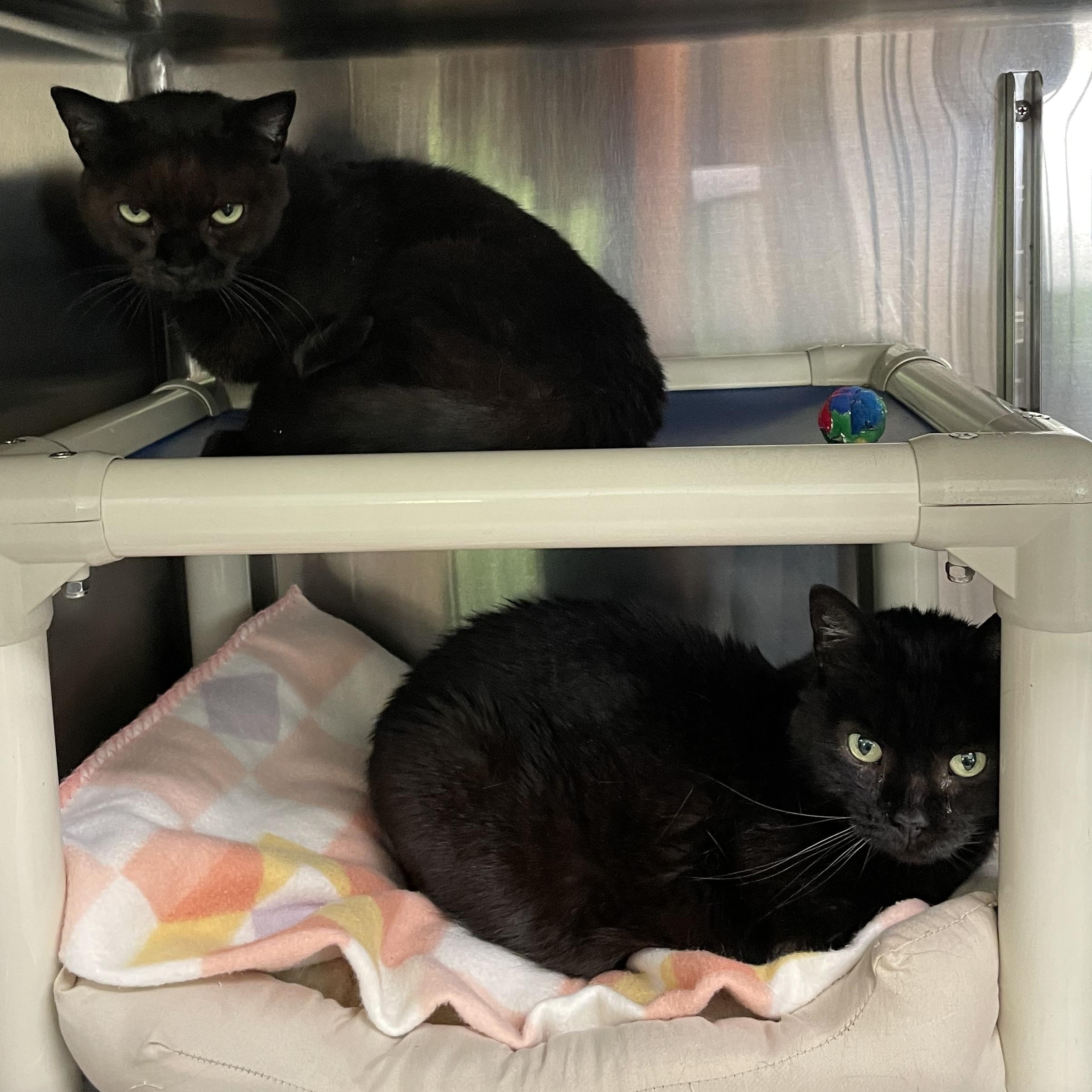 Bella and Lizzie (bonded sisters), adoptable, Senior Female American Shorthair.