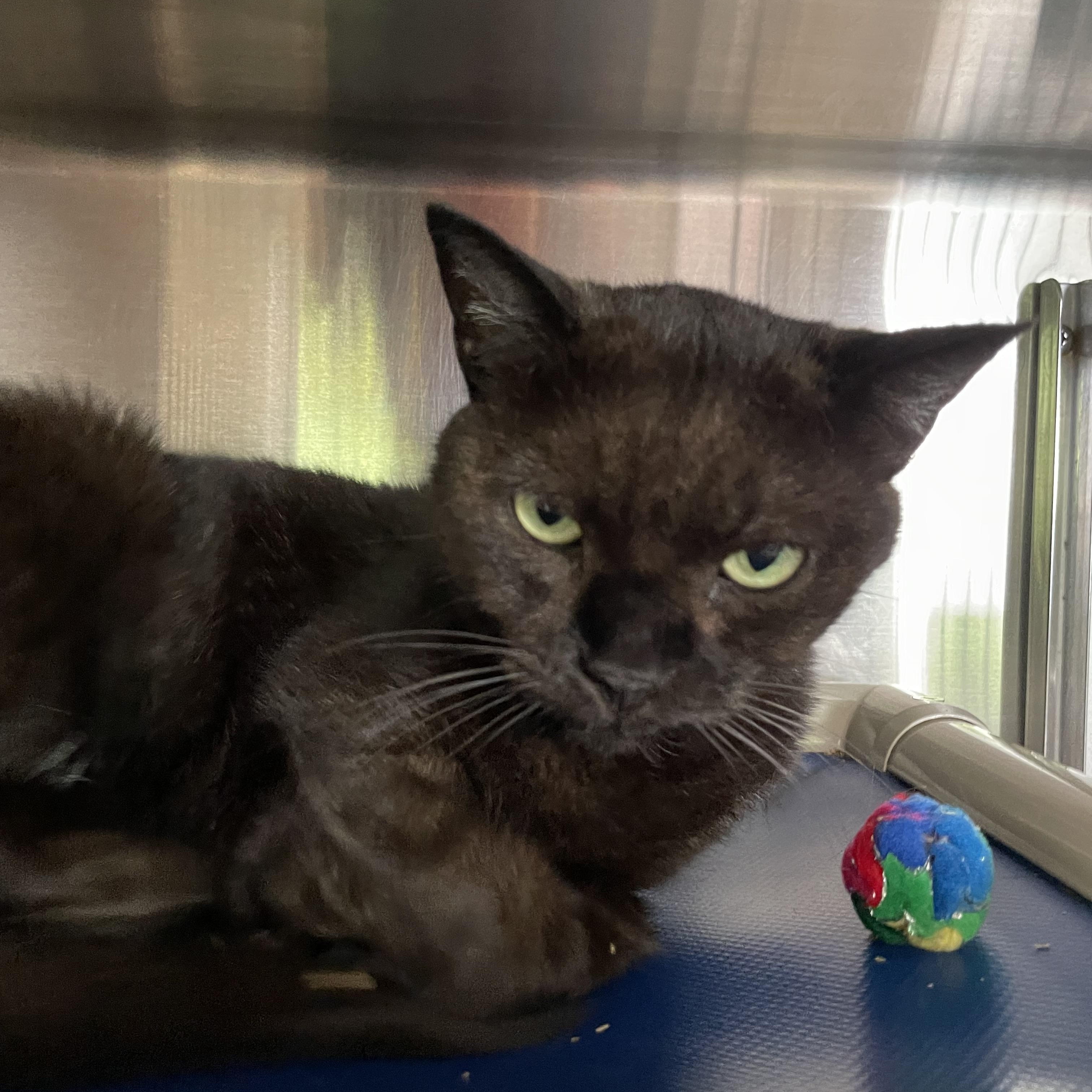Enlarge Bella and Lizzie (bonded sisters), an adoptable American Shorthair in North Kingstown, RI image 4/5
