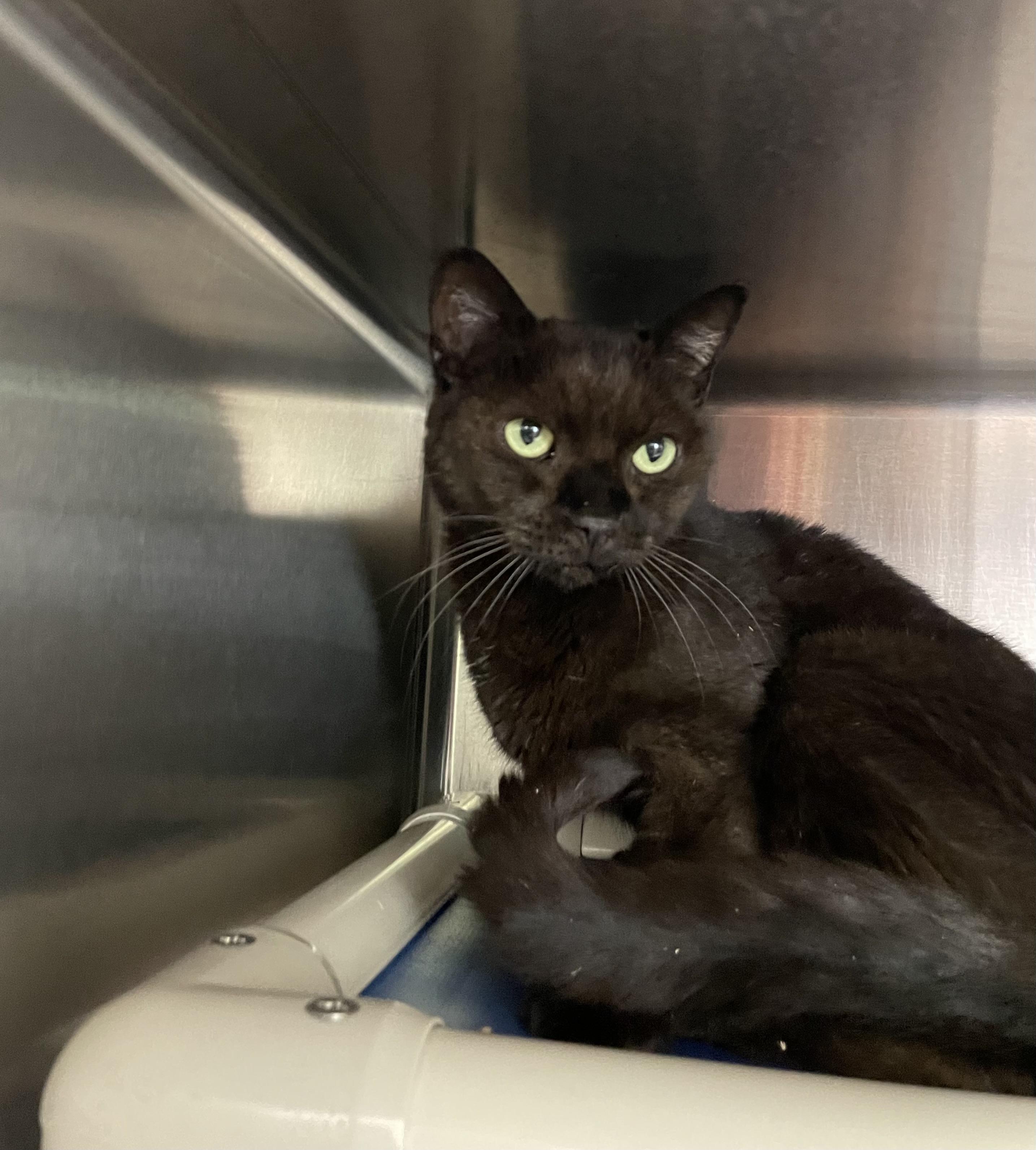 Enlarge Bella and Lizzie (bonded sisters), an adoptable American Shorthair in North Kingstown, RI image 3/5