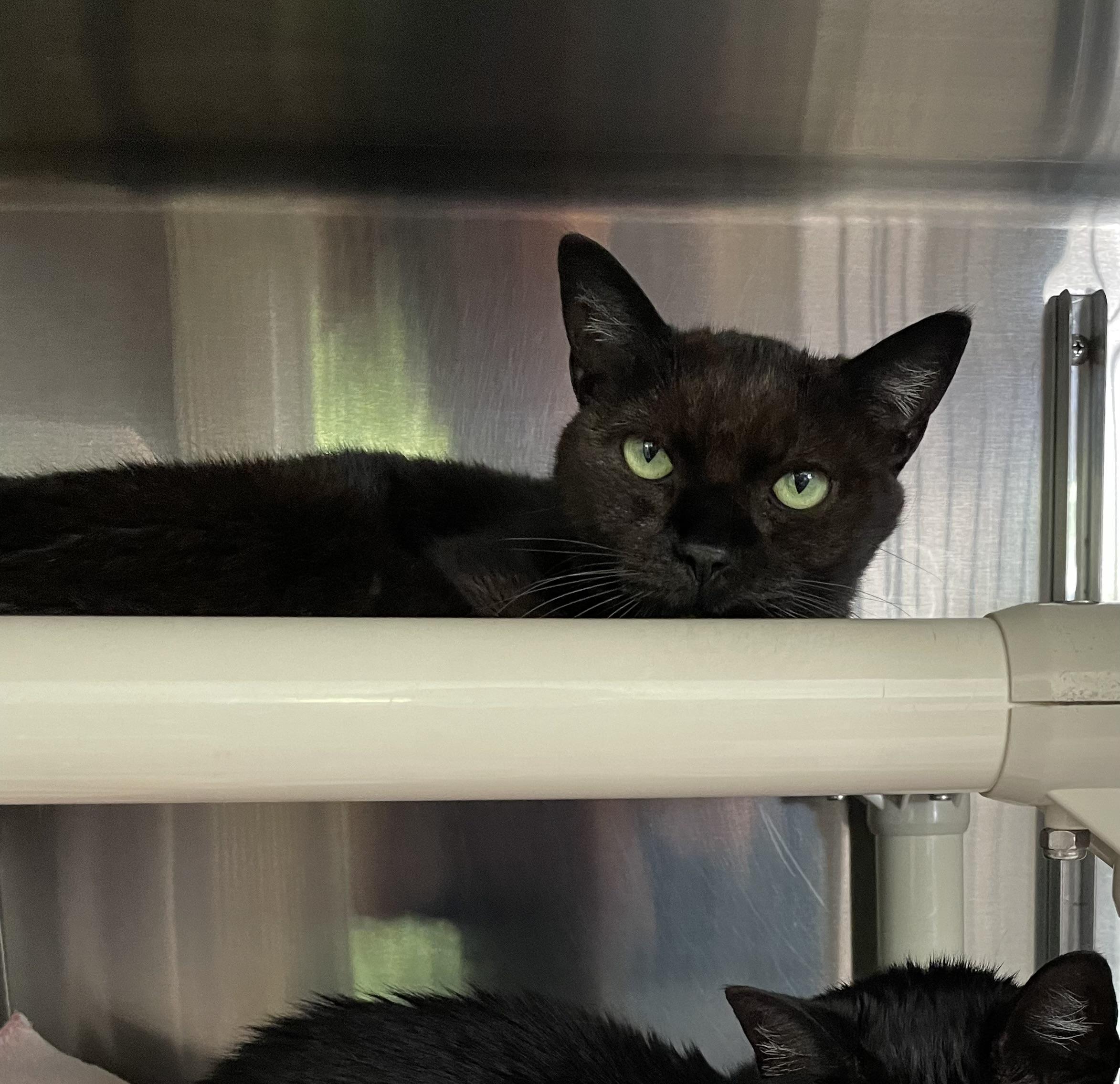 Enlarge Bella and Lizzie (bonded sisters), an adoptable American Shorthair in North Kingstown, RI image 5/5