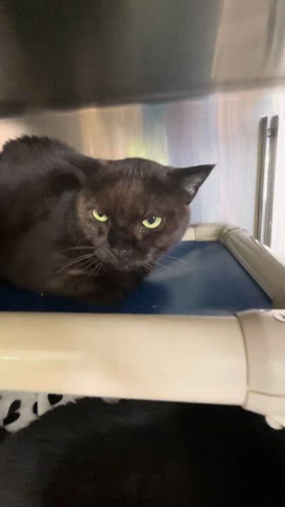 Enlarge Bella and Lizzie (bonded sisters), an adoptable American Shorthair in North Kingstown, RI video 2/5