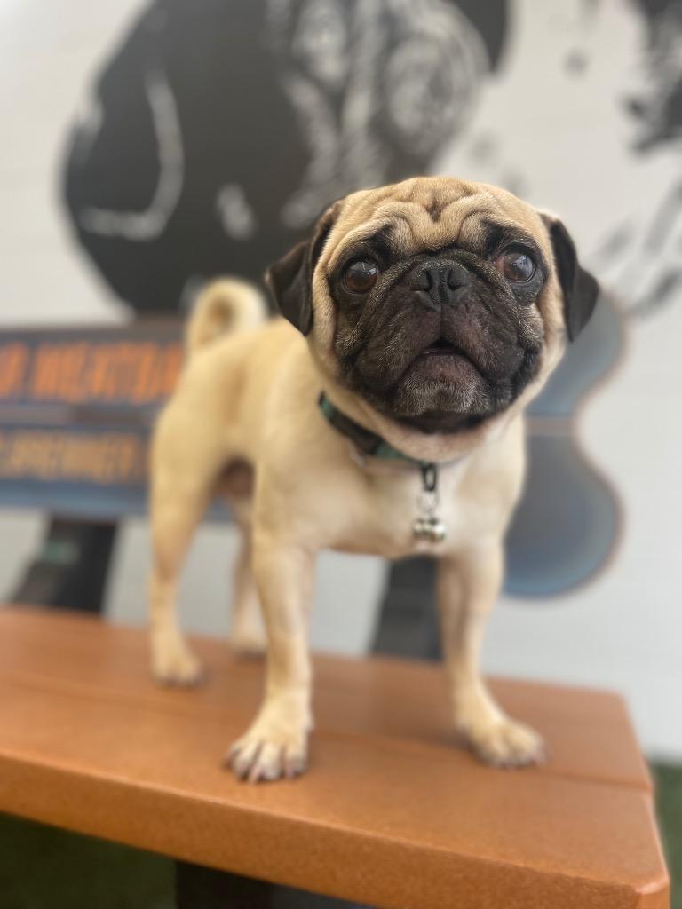 Bruce Willis *special needs*, Adoptable, Adult Male Pug.