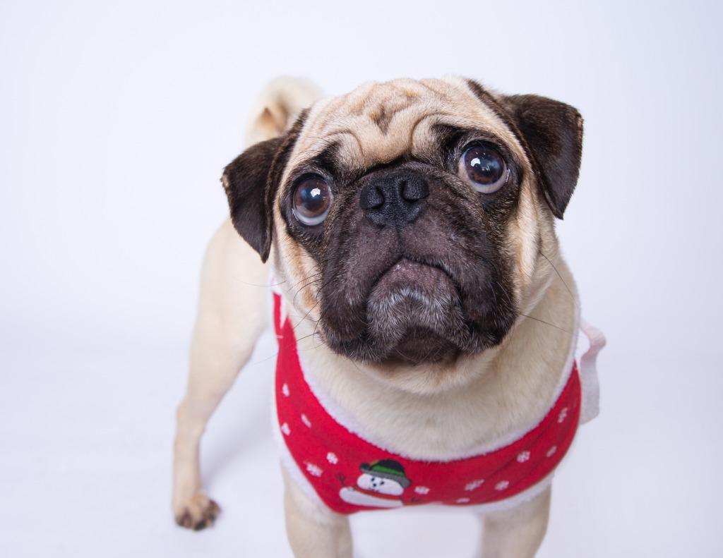 Enlarge Bruce Willis *special needs*, a Adoptable Pug in Gardena, CA image 2/6