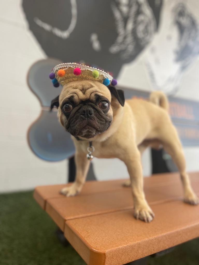 Enlarge Bruce Willis *special needs*, a Adoptable Pug in Gardena, CA image 3/6