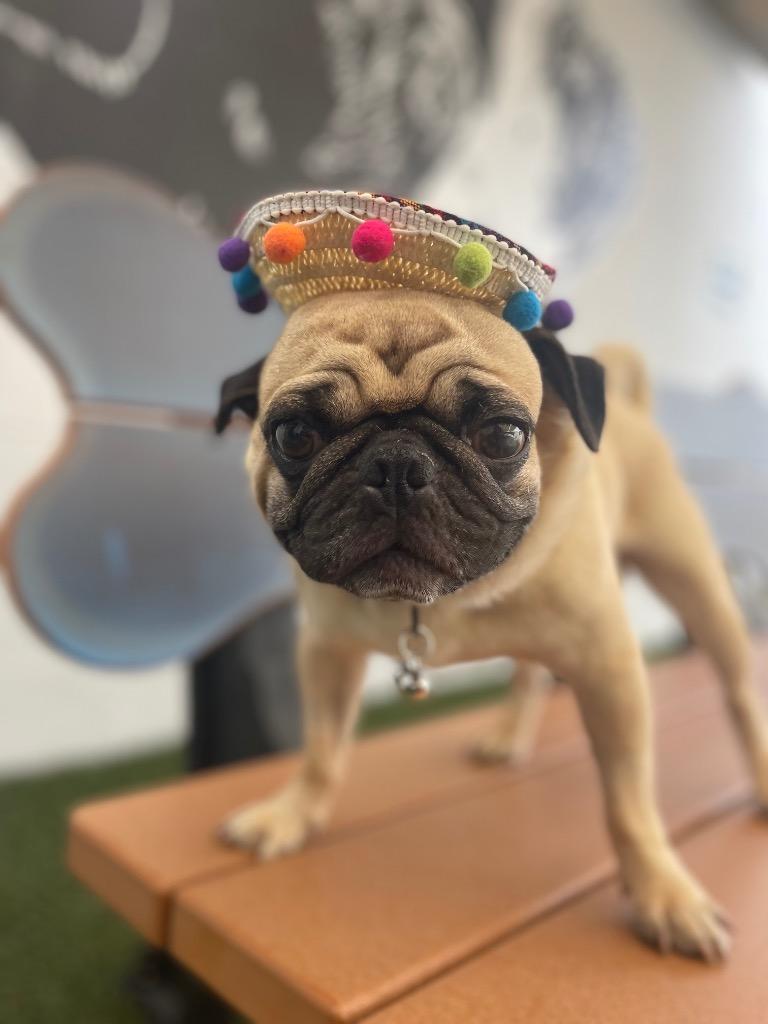 Enlarge Bruce Willis *special needs*, a Adoptable Pug in Gardena, CA image 5/6